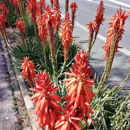 Lejlighed T2-clim-fibre-garage 2,30 X 4,95 X 1,90 A La Faviere *